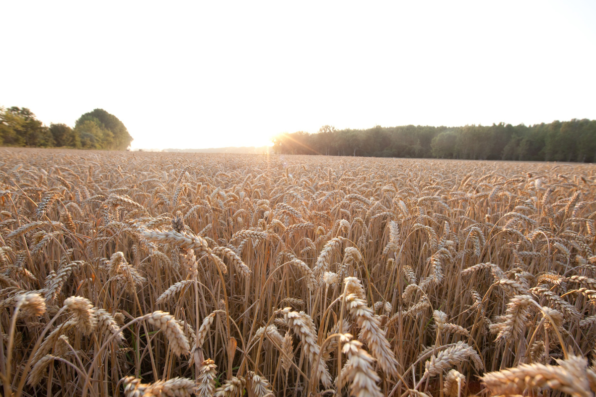 Ein Winterweizenfeld.
----------------------
A field with winter wheat.
