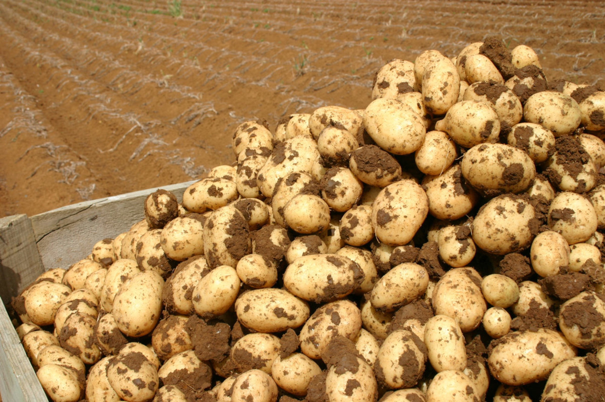 kalliergeia-patatas-prakrtikes-simvoules3