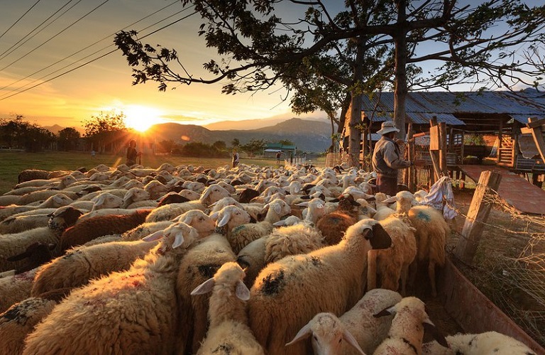 sheep-farm