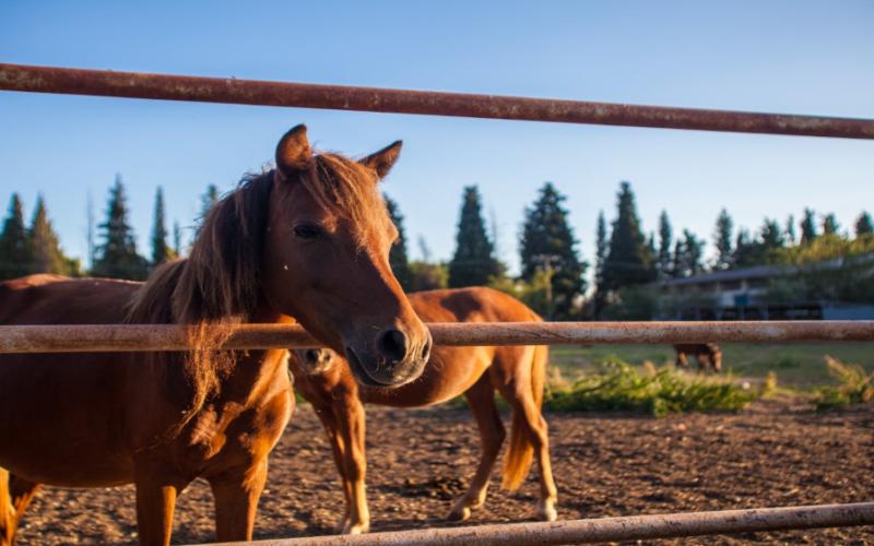 ΣΚΥΡΙΑΝΑ-ΑΛΟΓΑΚΙΑ-2