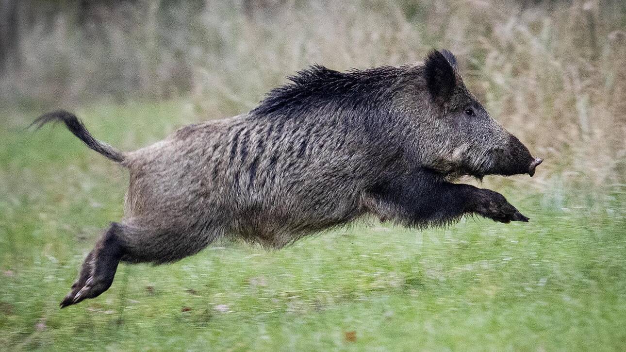 agriogourouno