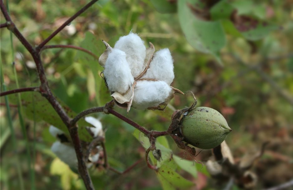 cotton-flower-1361052