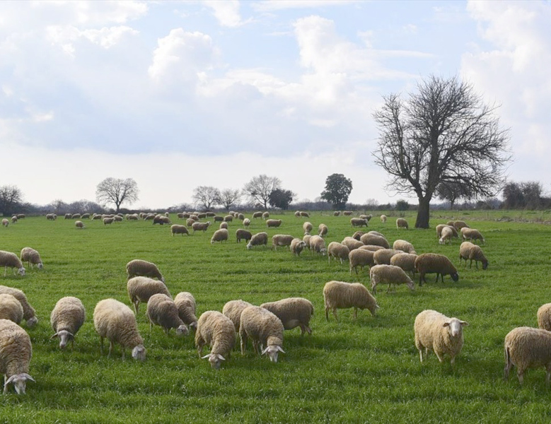 ktinotrofia-ktinotrofoi