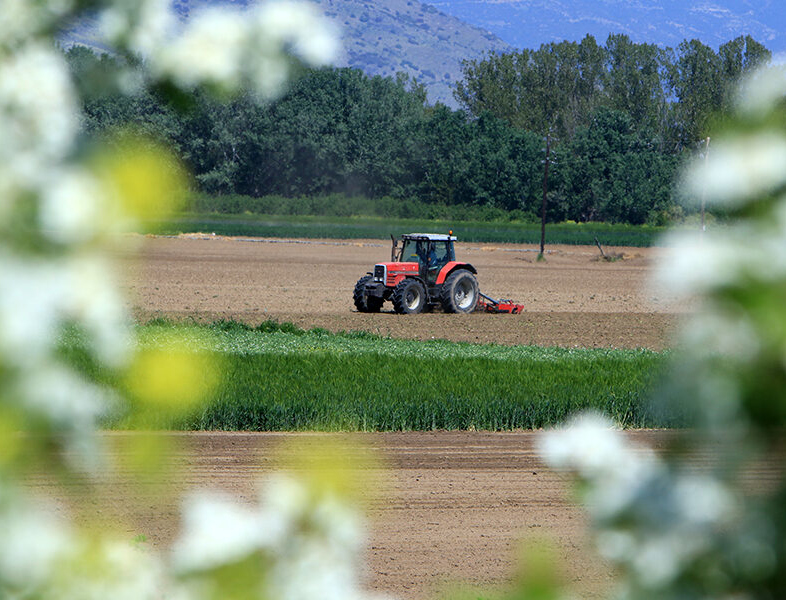 agrotes