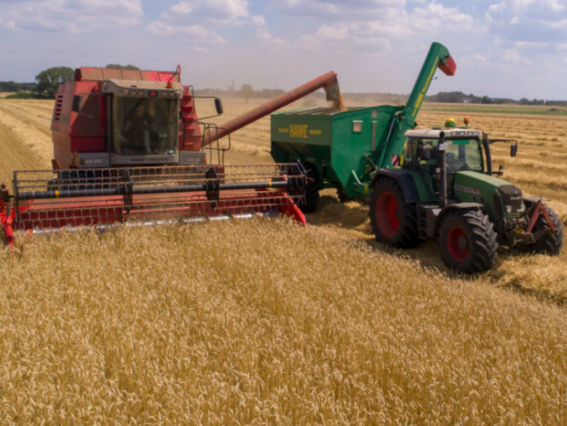 agrotes