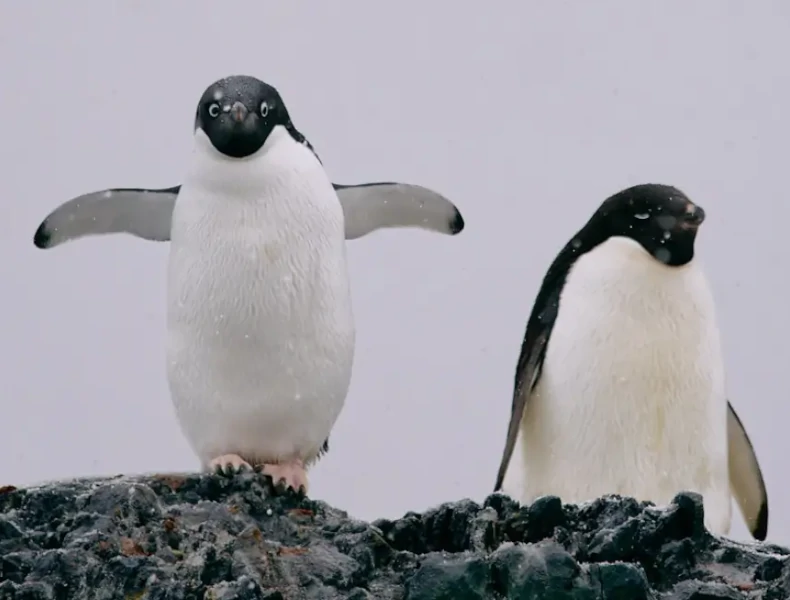 penguins