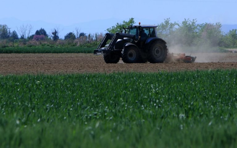 agrotes