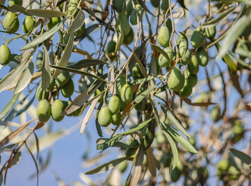 Close up at the olives and the leaves of an olive tree with blue sky at the background at an Olive Grove in Attika in Greece near Athens International Airport ATH. The olive plantation in rows is on a hill, a slope with limestone terrain. Olive oil and olives are one of the core ingredients in Mediterranean cuisine. The Mediterranean area produces 95% of the world production according to the Food and Agriculture Organization, contributing to the GDP and the economy of each country, top 3 countries are Spain, Greece and Italy. Attika, Greece on October 11, 2020 (Photo by Nicolas Economou/NurPhoto) (Photo by Nicolas Economou / NurPhoto / NurPhoto via AFP)