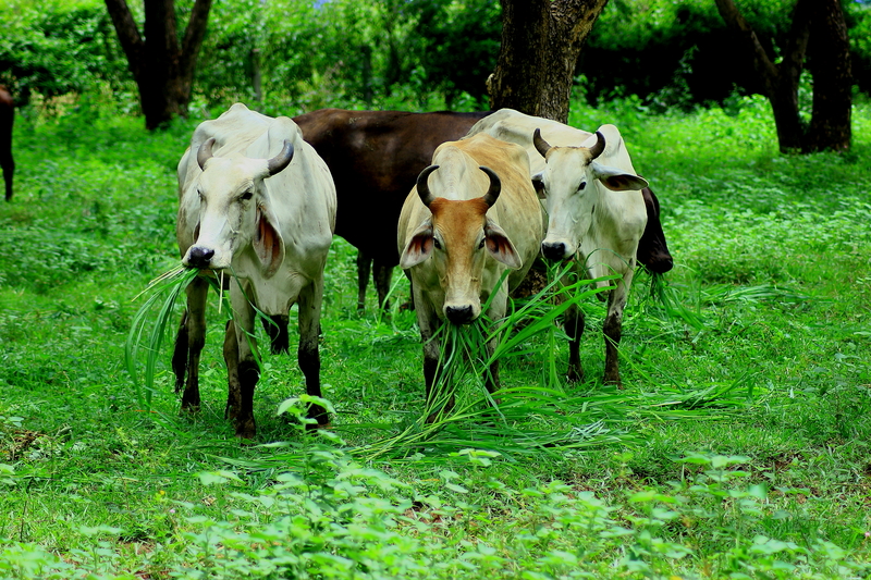 agrotes