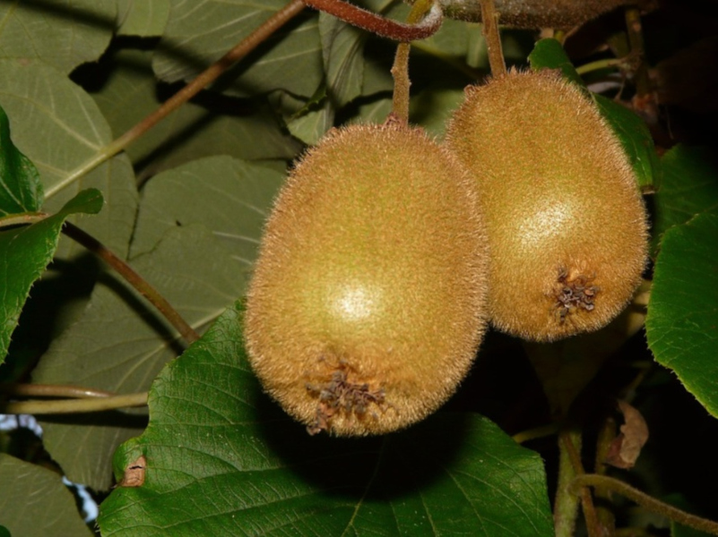 aktinidia-3