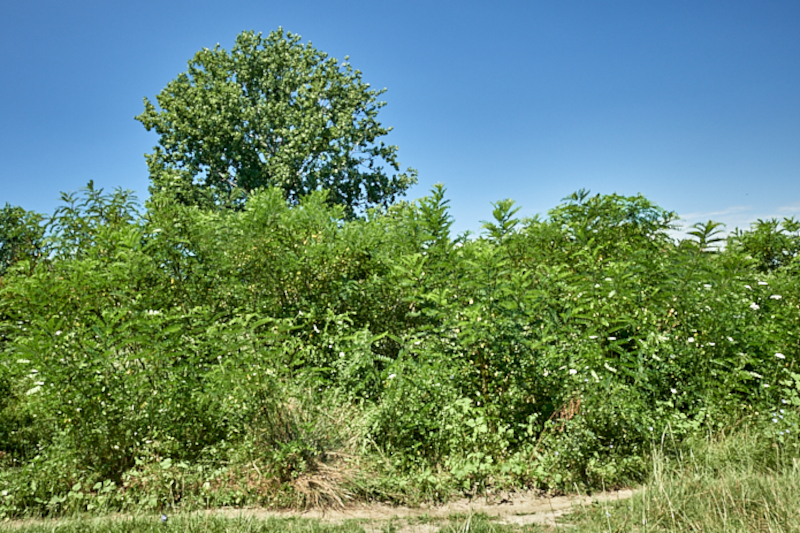 DSC_5655.Amorpha+fruticosa+(1)