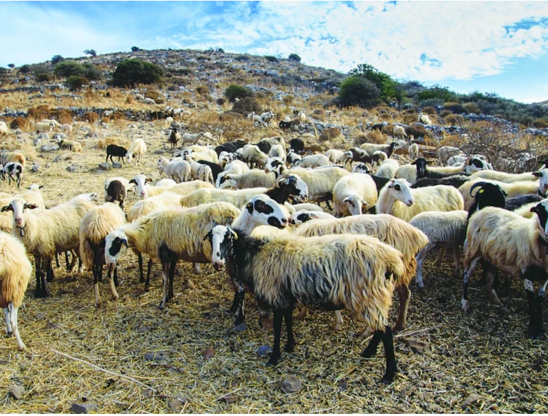 aigoprovata.jpg