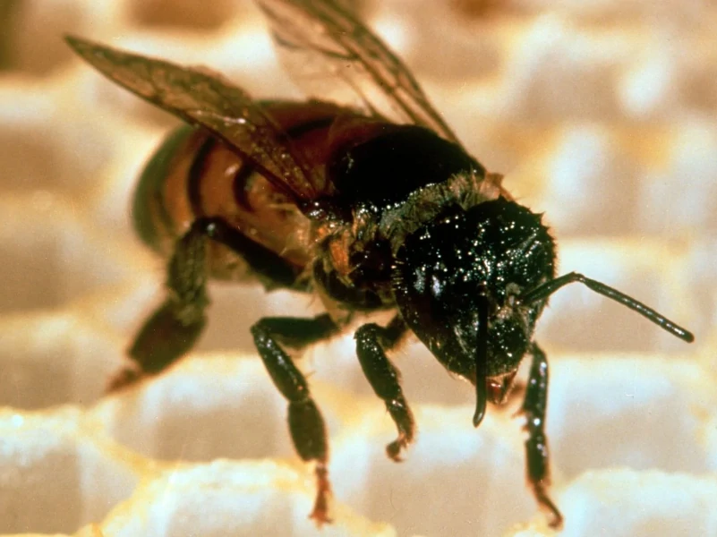 bees-ap
