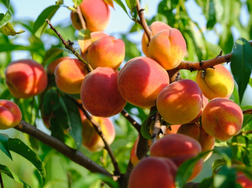 Compressed by jpeg-recompress