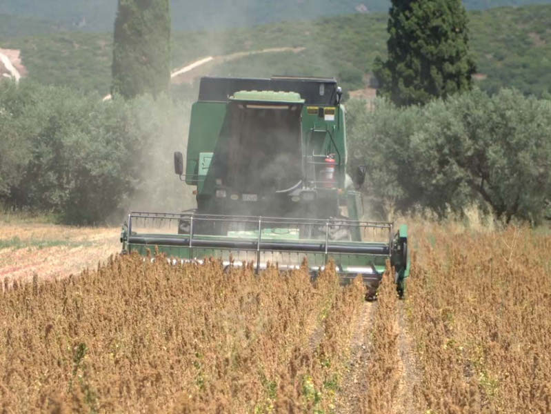 quinoa-1