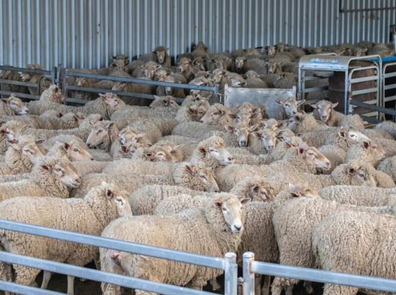 sheep23