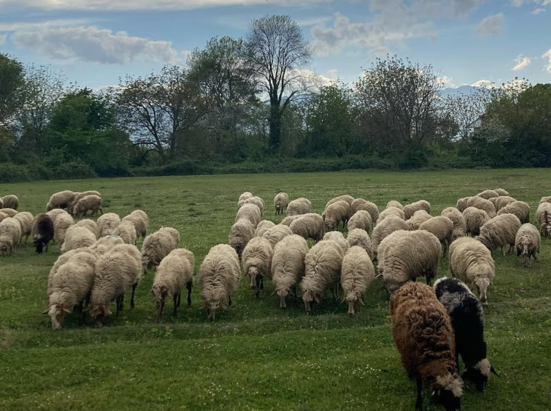 SnapInsta.to_623364816_18091601596817788_3340654749728122522_n (1)