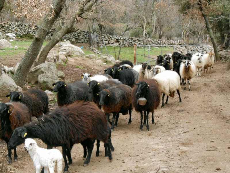 provata-lesvou-1