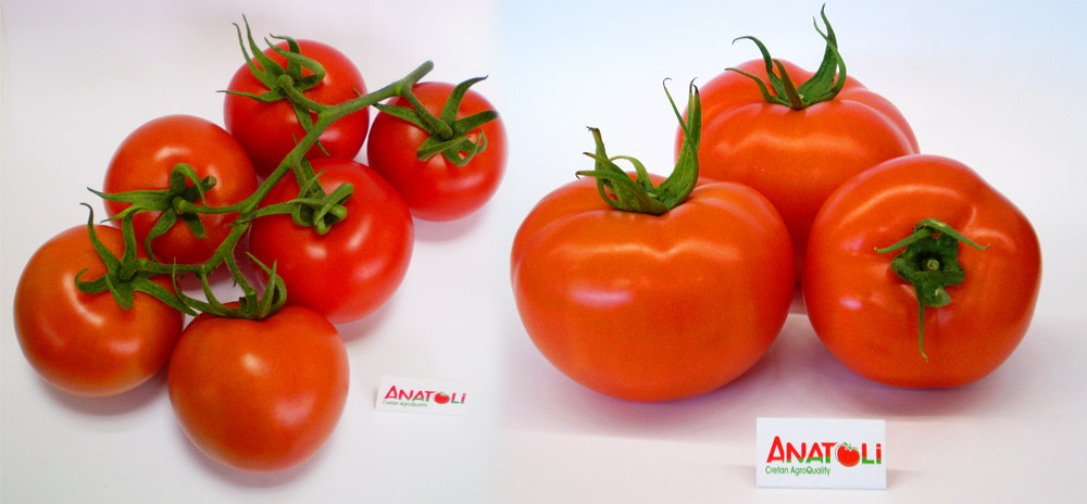 tomatoes_2