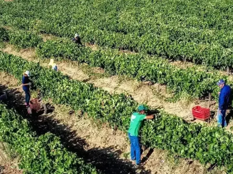 agrotes