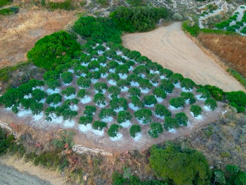 chios-mastixonas-skinoi-miriagos-12jul26