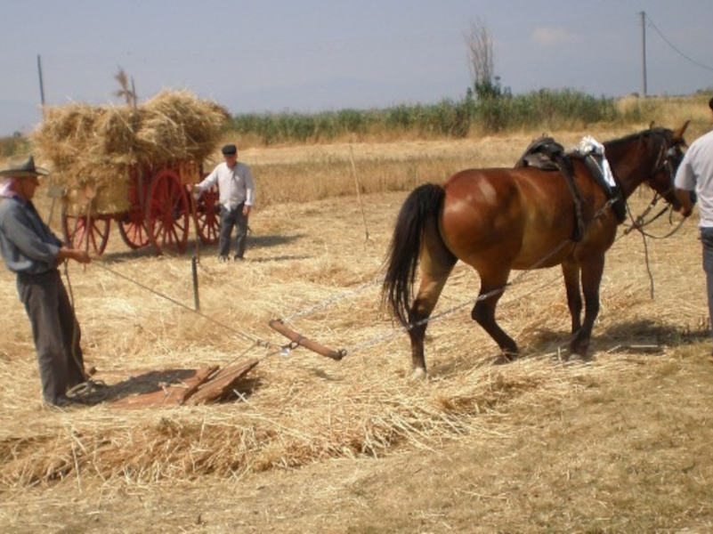 karditsa