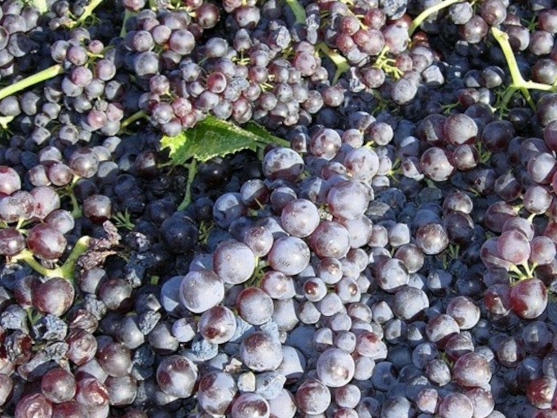 STAFIDA