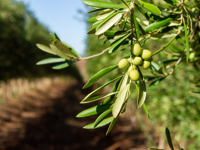 Olives,In,Process:,Close-up,Of,Olives,On,An,Olive,Branch,